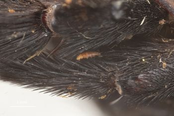 Media type: image;   Entomology 815956 Aspect: Leg